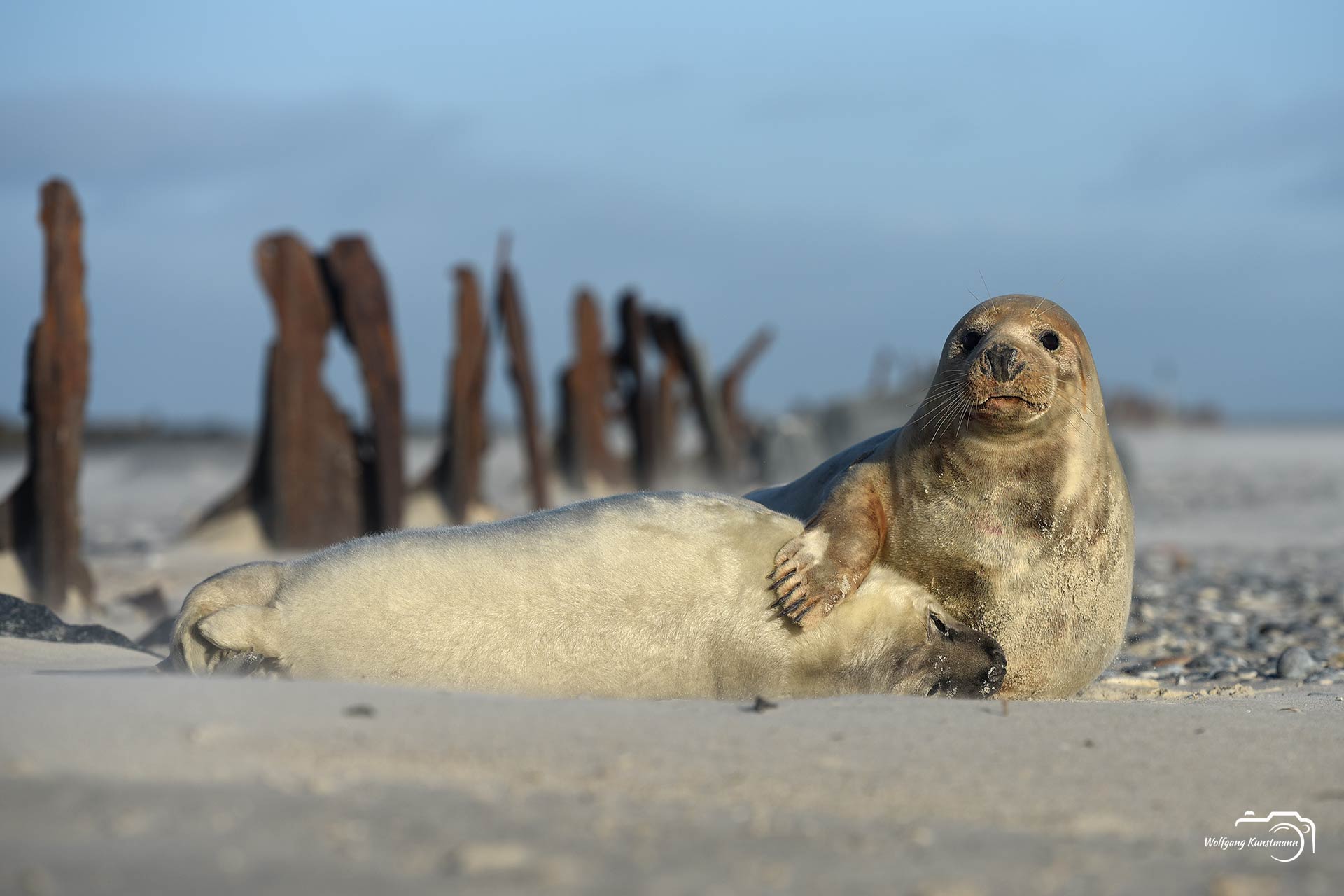 Robbenbabys auf Helgoland