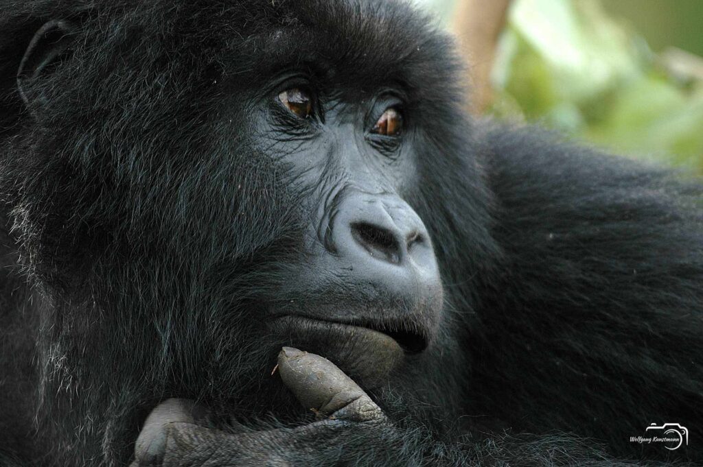 Wolfgang Kunstmann Uganda