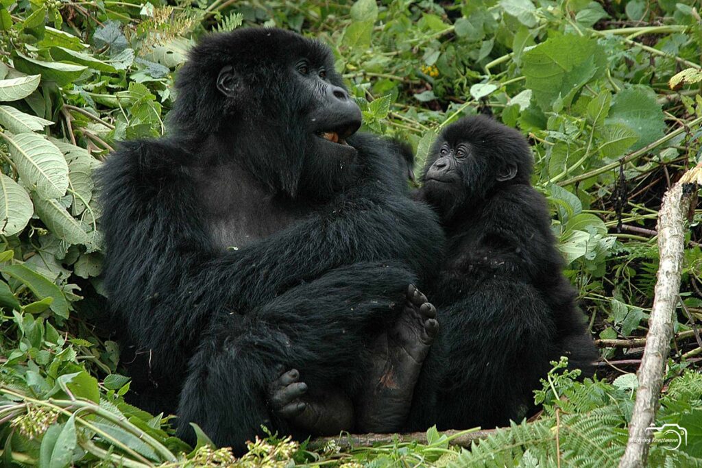 Wolfgang Kunstmann Uganda