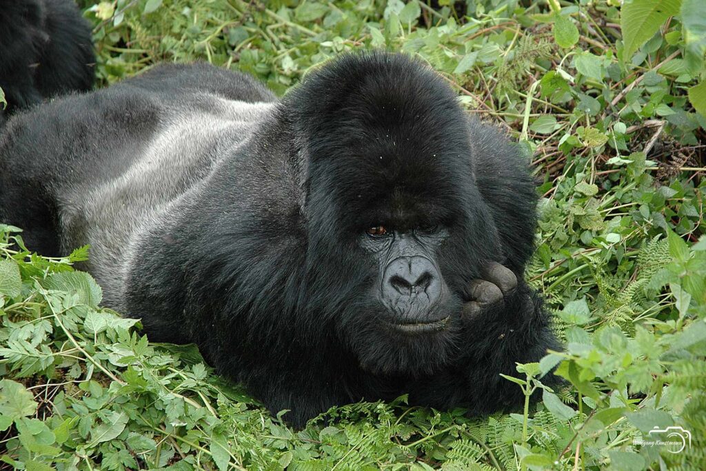 Wolfgang Kunstmann Uganda