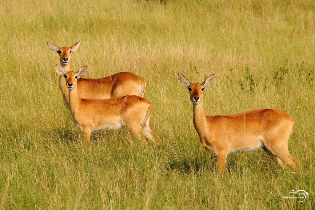 Wolfgang Kunstmann Uganda