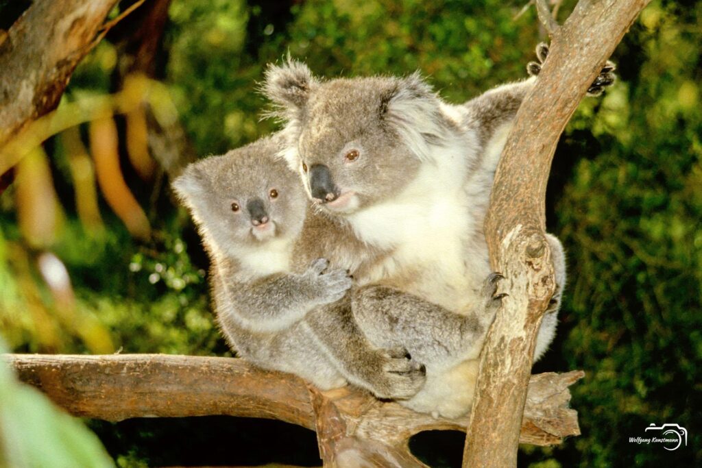 WolfgangKunstmann_Australien
