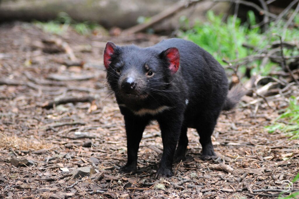 WolfgangKunstmann_Australien