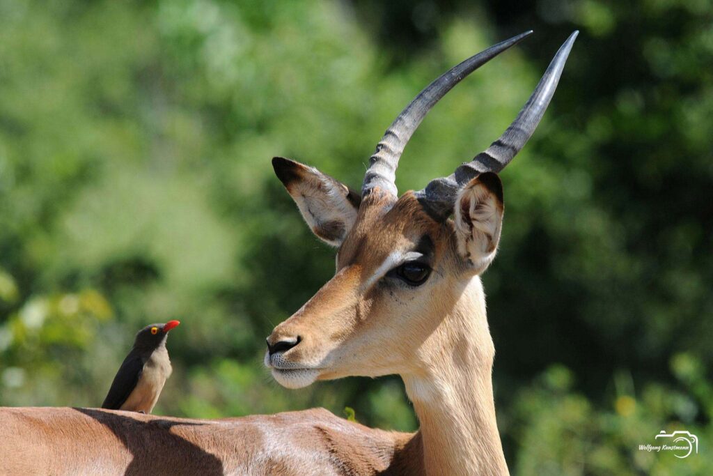 WolfgangKunstmann_Botswana