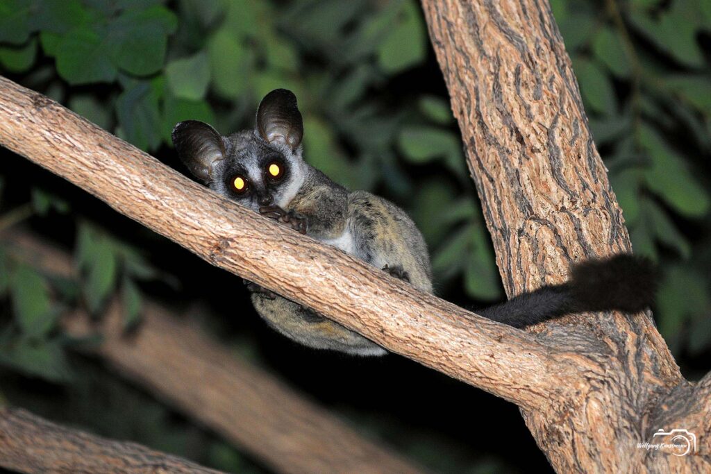 WolfgangKunstmann_Botswana