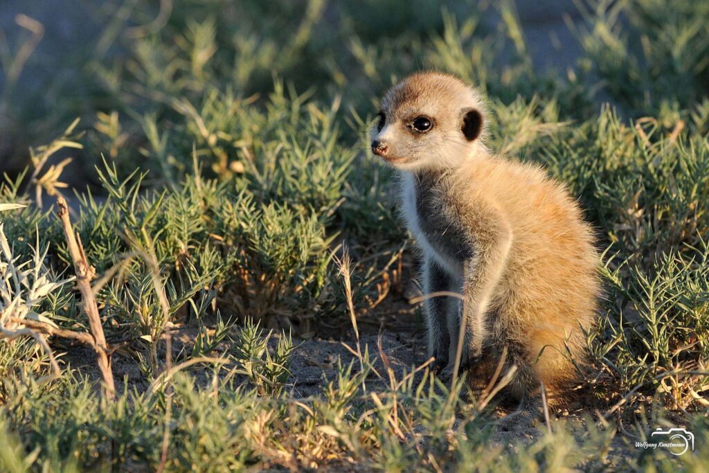 WolfgangKunstmann_Botswana